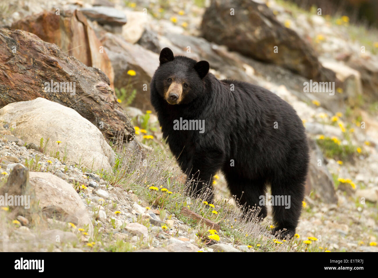 Canadian rockie mountains hi-res stock photography and images - Alamy