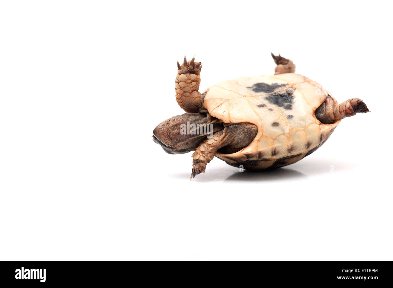 Turtle turned upside down, trying to get back. Stock Photo