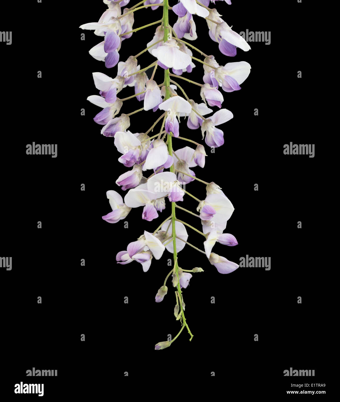 Wisteria petals hires stock photography and images Alamy