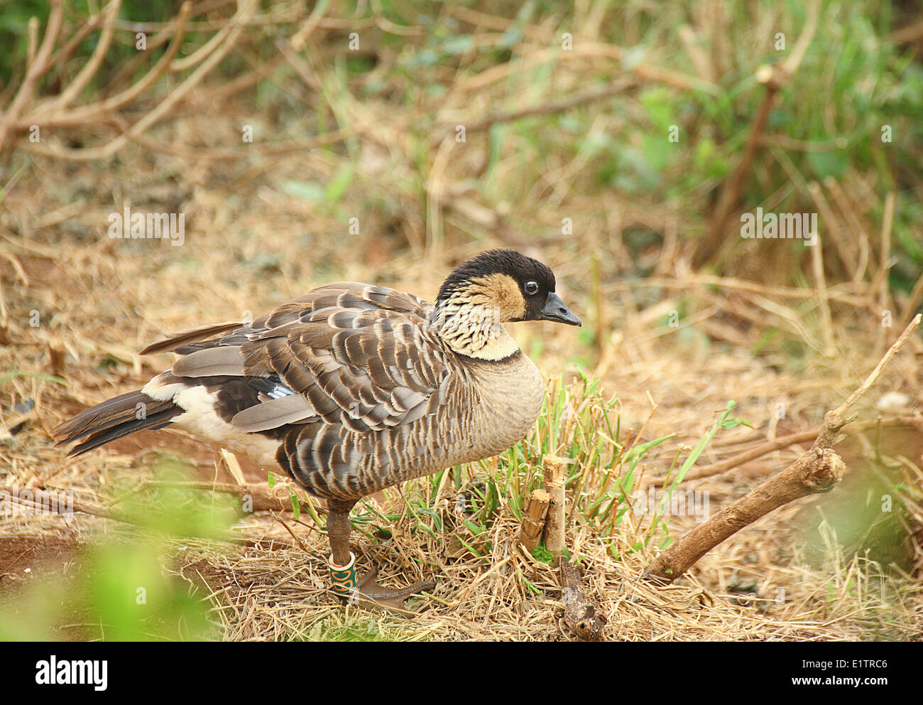 Nene, Branta sandvicensis, Kauai, Hawaii, USA Stock Photo