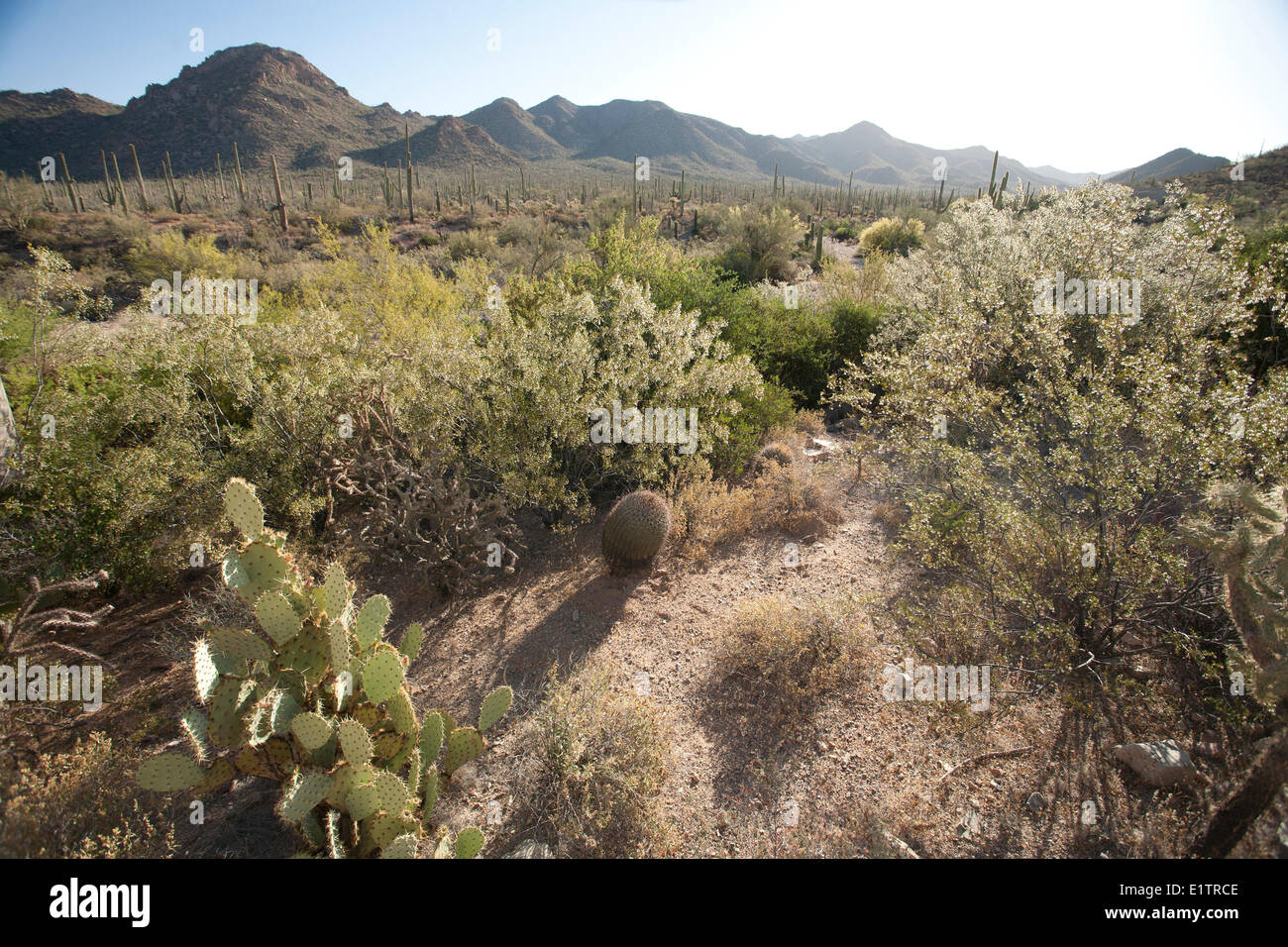 Organ Pipe National Park, Arizona, USA Stock Photo Alamy