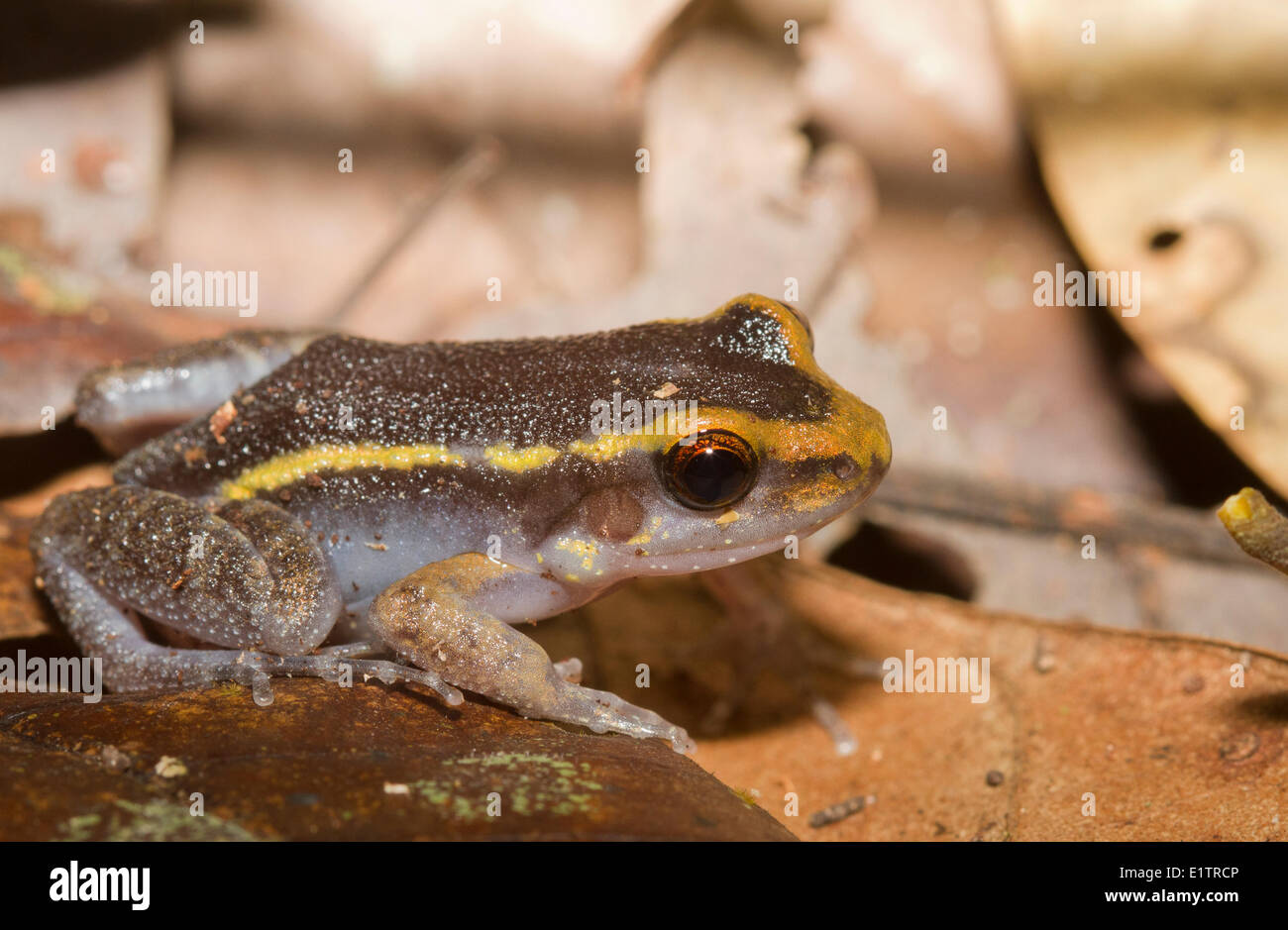 Poison Arrow Frog species, Rio Napo, Amazon Basin, Ecuador Stock Photo