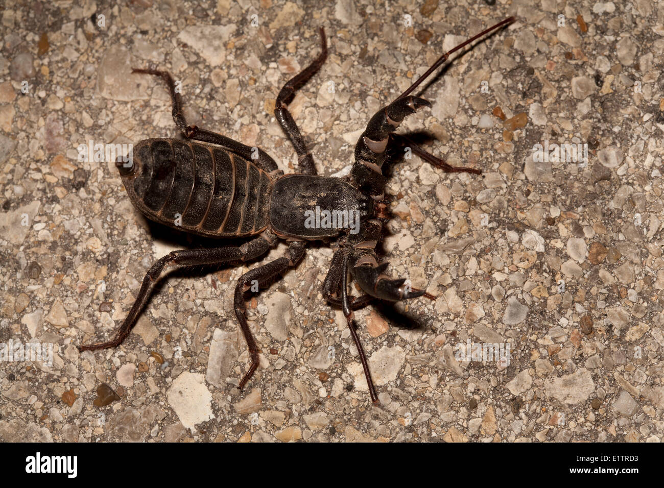 Giant Vinegaroon, Mastigoproctus giganteus, Sitting Bull Falls, New