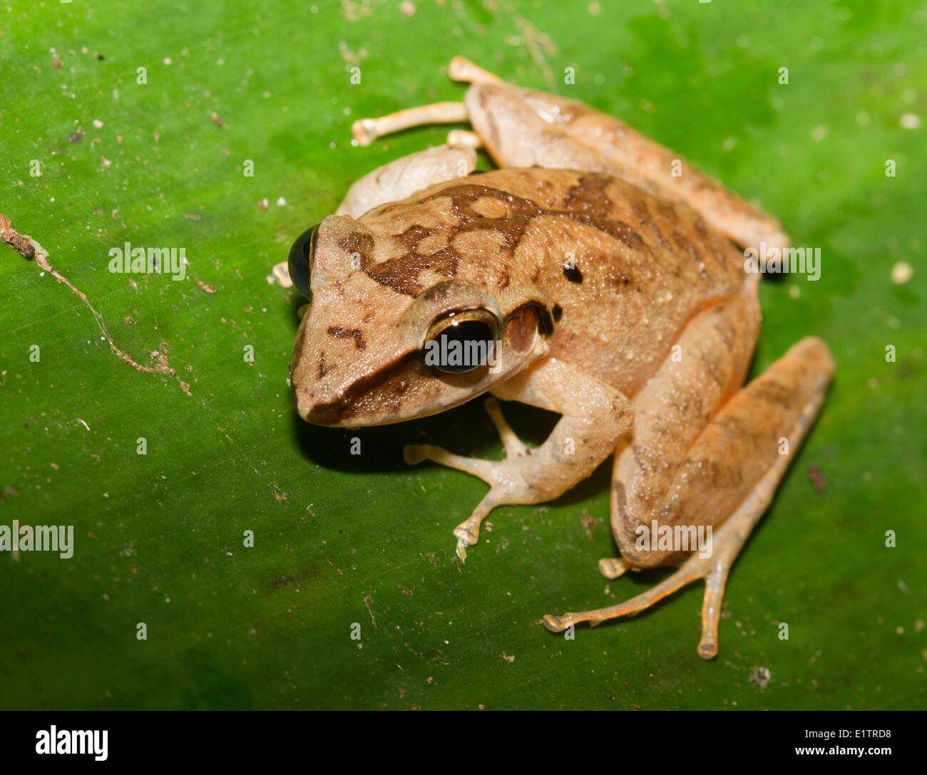 Rain Frog (generic species name-unidentified), Amazon Rainforest, Ecuador Stock Photo