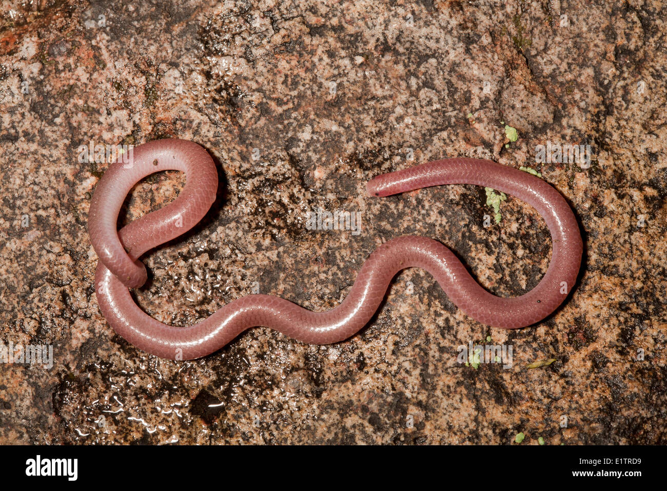 Texas Blind Snake, Leptotyphlops dulcis, Rio Grand, Texas, USA Stock Photo