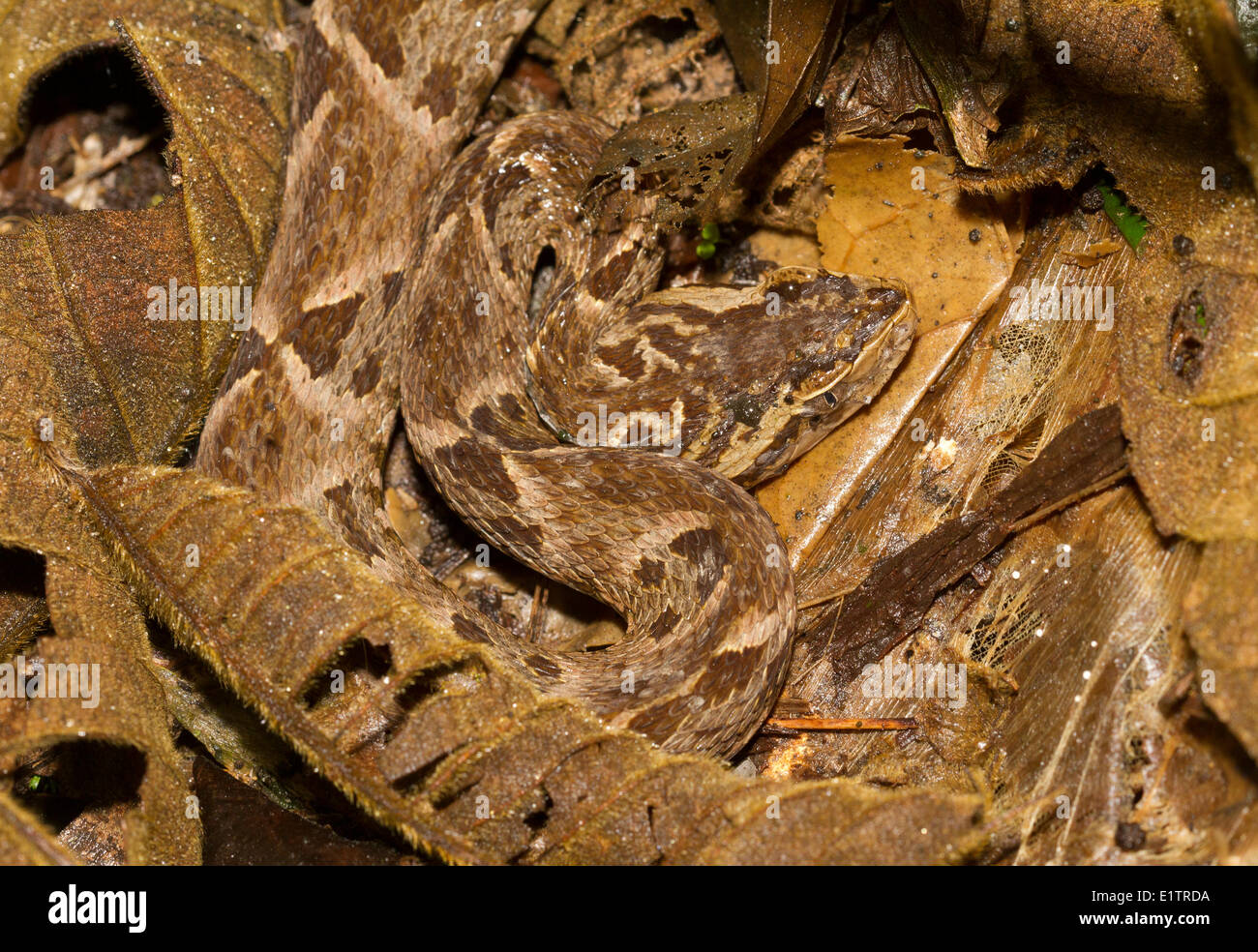 Eastern Fer De Lance Hi-res Stock Photography And Images - Alamy