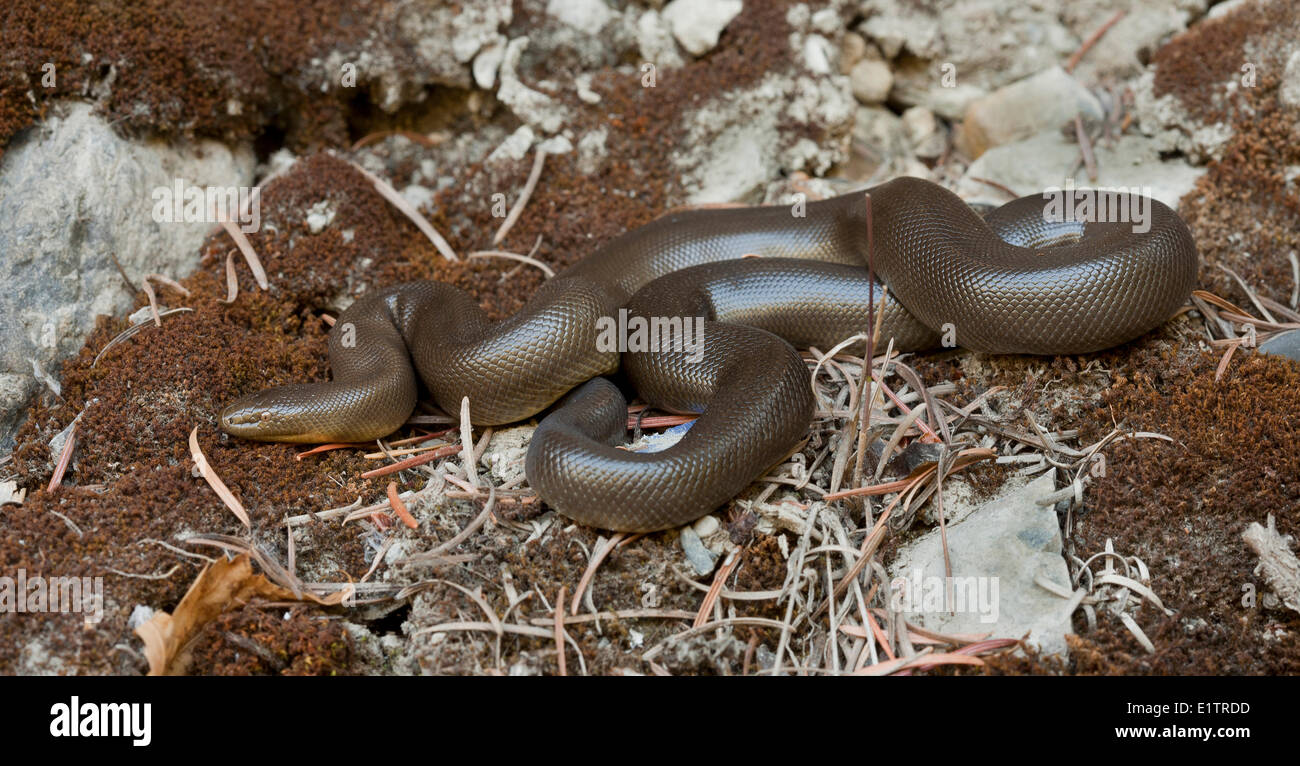 Rubber Boa, Charina bottae, Okanagan, BC, Canada Stock Photo Alamy