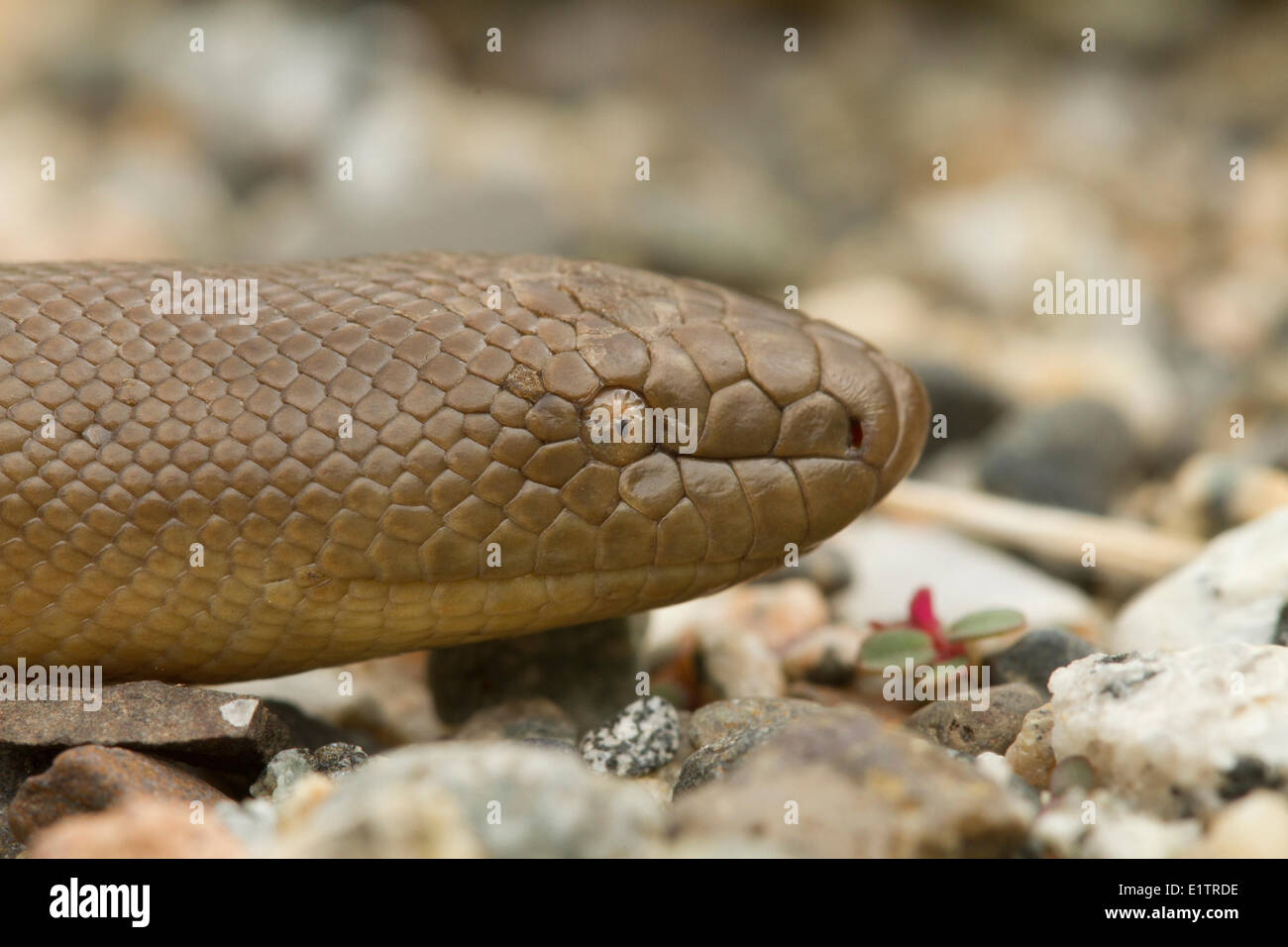 Rubber Boa, Charina bottae, Okanagan, BC, Canada Stock Photo Alamy