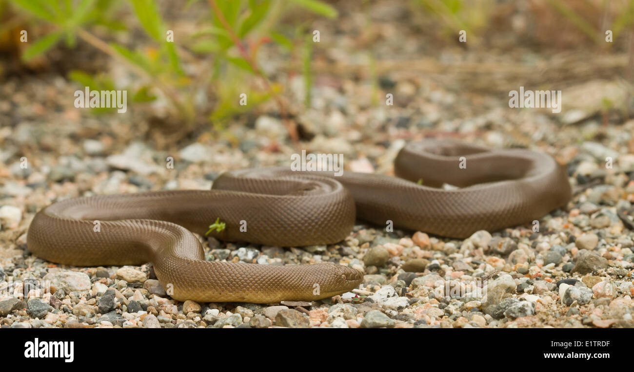 Rubber Boa, Charina bottae, Okanagan, BC, Canada Stock Photo Alamy