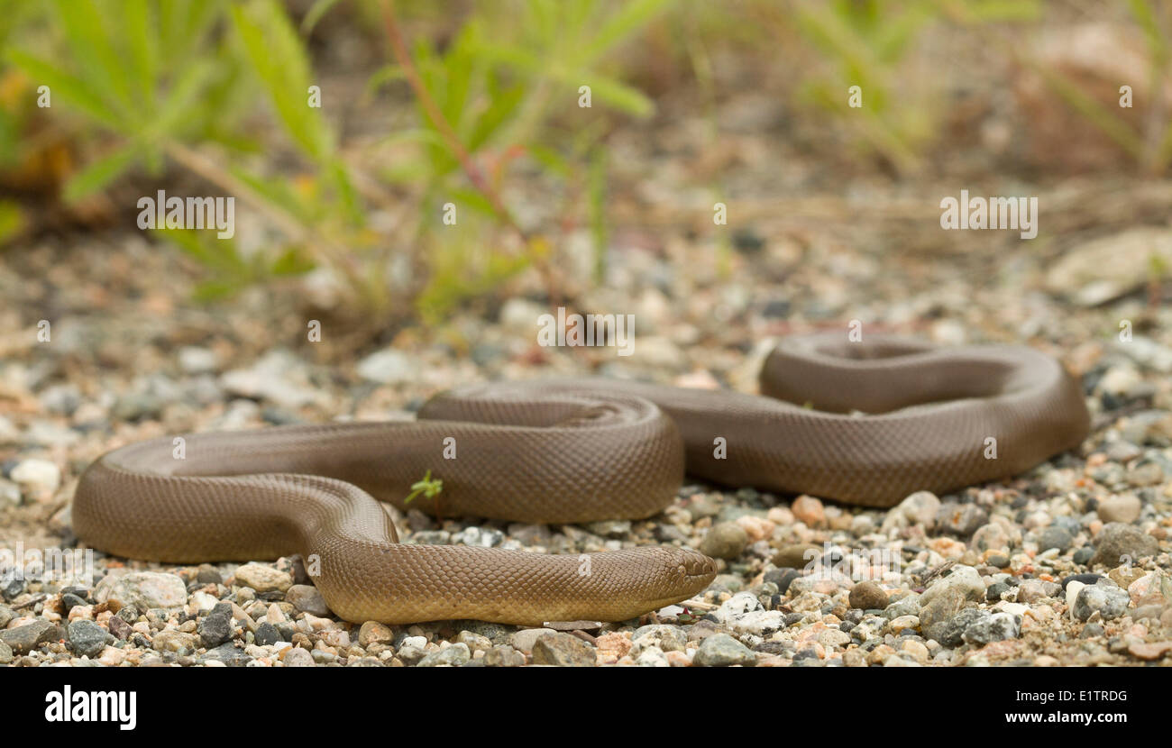 Rubber Boa, Charina bottae, Okanagan, BC, Canada Stock Photo Alamy