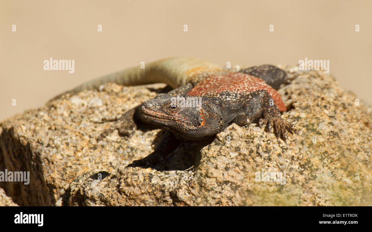 Chuckwalla, Sauromalus ater, California, USA Stock Photo