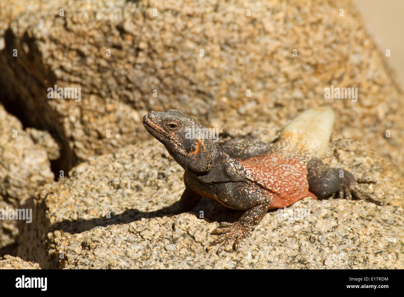 Chuckwalla, Sauromalus ater, California, USA Stock Photo