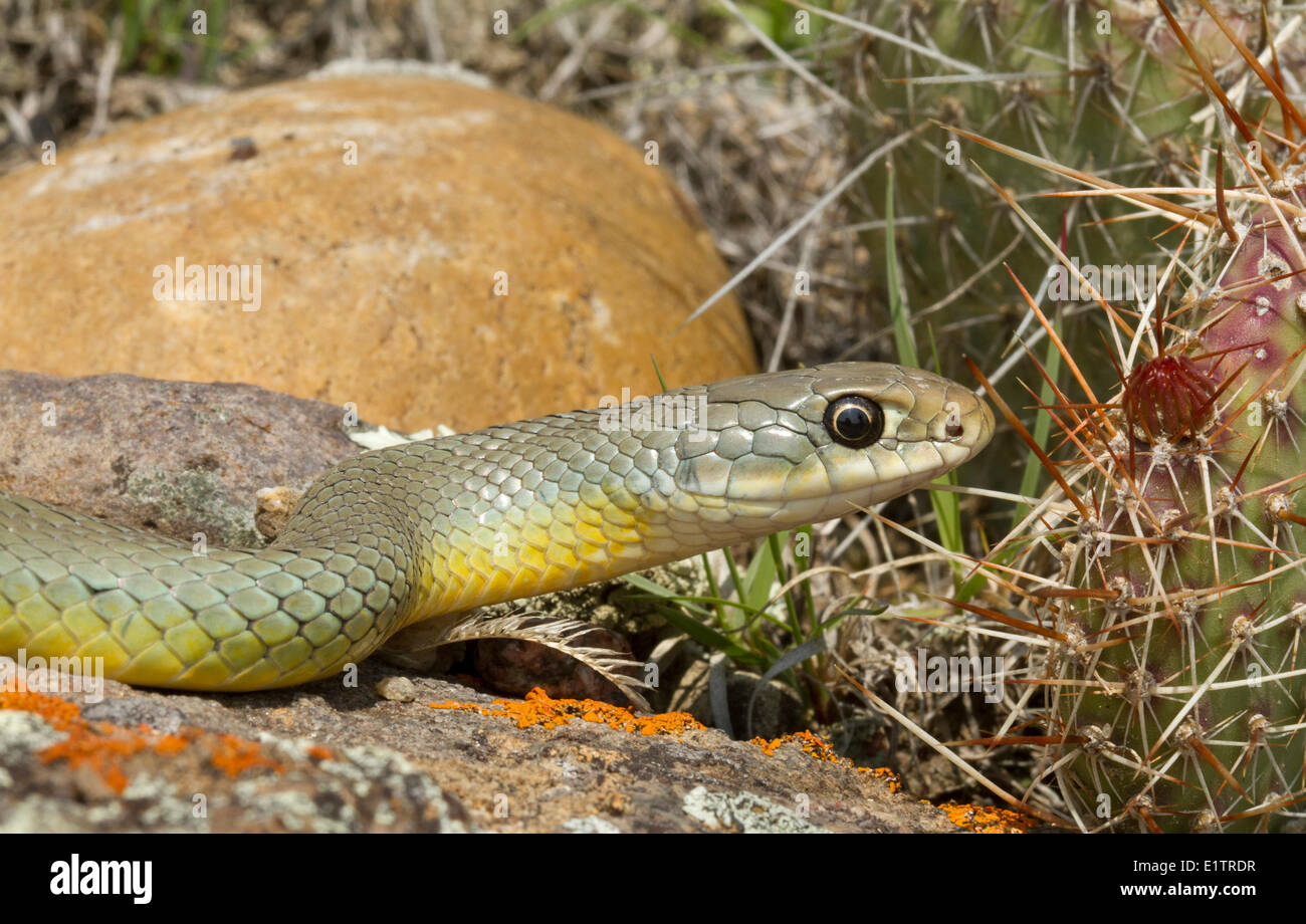 Eastern Racer, Coluber constrictor, Saskatchewan, Canada Stock Photo