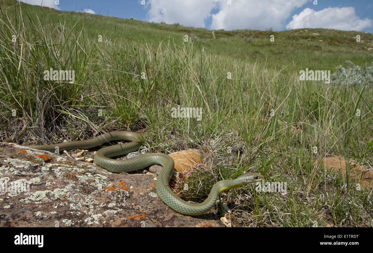 Eastern Racer, Coluber constrictor, Saskatchewan, Canada Stock Photo