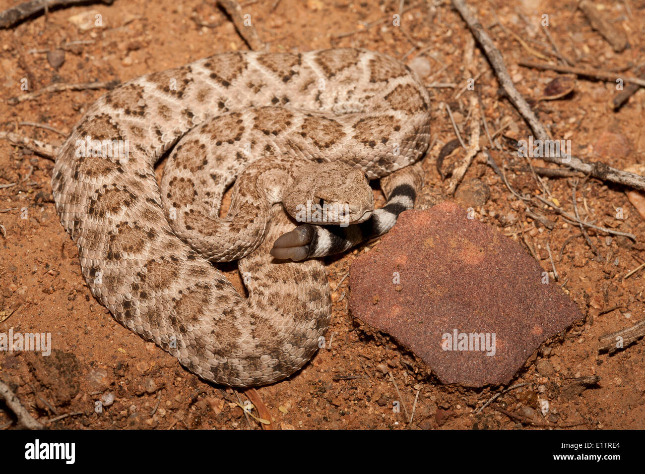 Western Diamondback Rattlesnake, Crotalus atrox, Arizona, USA Stock