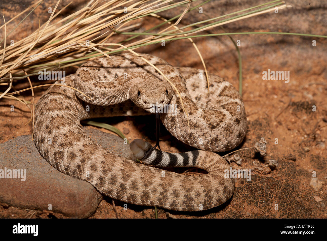 Western Diamondback Rattlesnake, Crotalus atrox, Arizona, USA Stock
