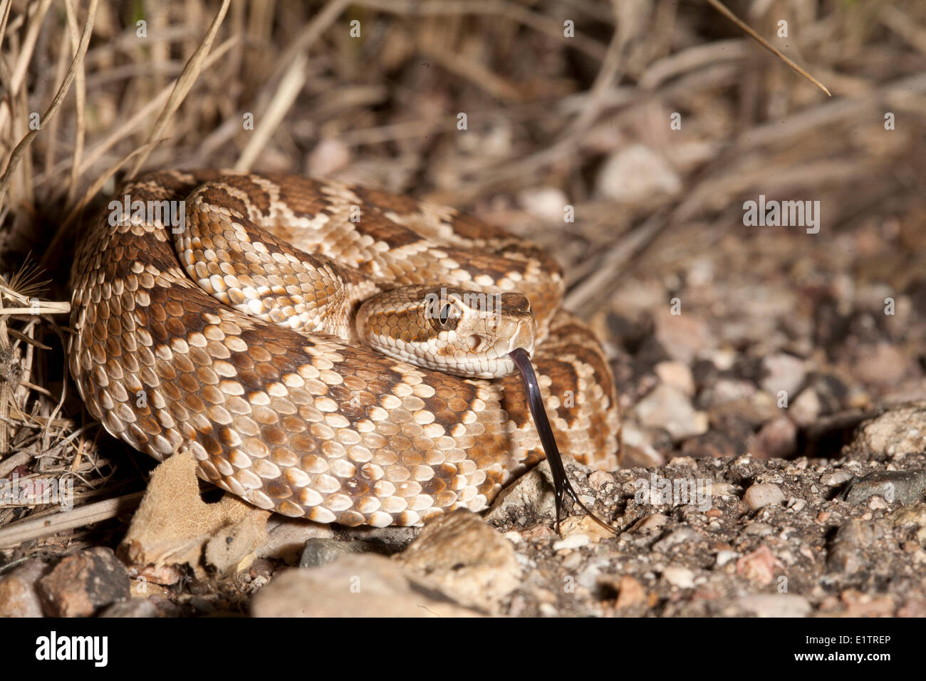 Mohave Green Rattlesnake, Crotalus scutalatus, Arizona, USA Stock Photo