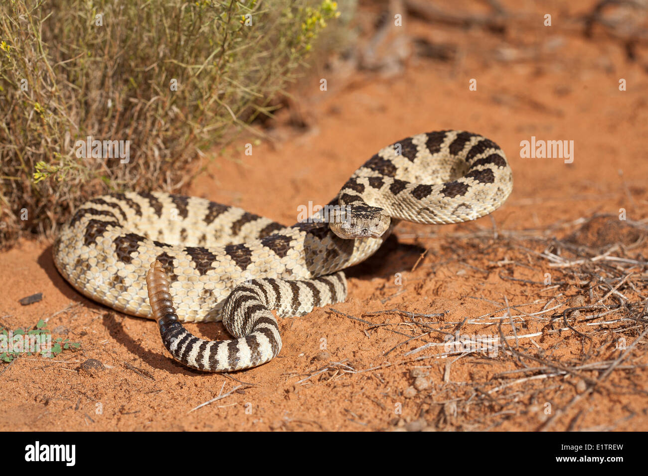 Great Basin rattlesnake. Crotalus oreganus lutosus , Arizona, USA Stock Photo