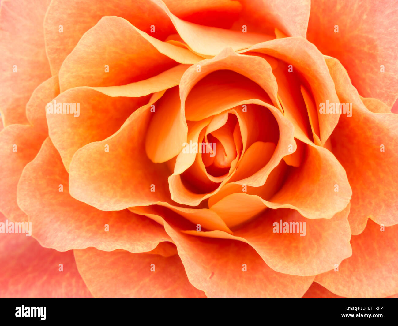 Detailed macro image of an orange colored rose Stock Photo