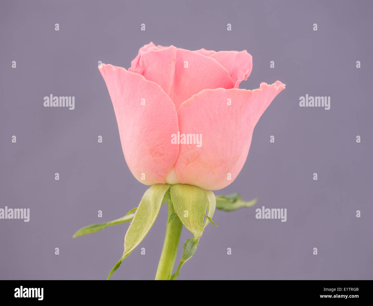 Upright rose hi-res stock photography and images - Alamy