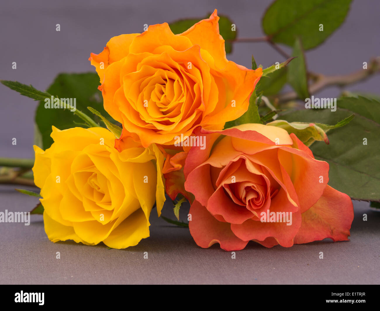 Closeup of an arrangement of orange and yellow colored roses Stock Photo Alamy