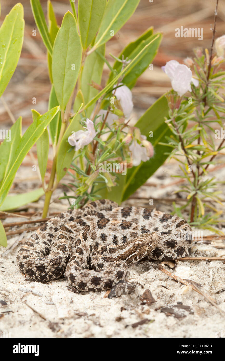 Pigmy Rattlesnake, Sistrurus miliarius, Florida, USA Stock Photo