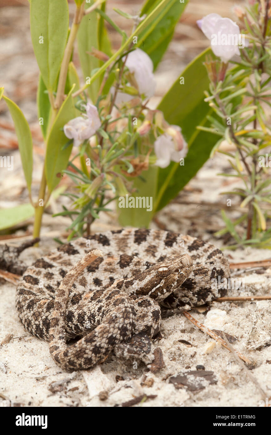 Pigmy Rattlesnake, Sistrurus miliarius, Florida, USA Stock Photo