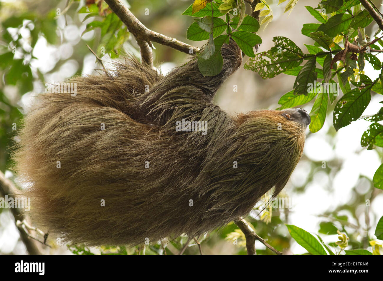 Linnaeus's two-toed sloth, Choloepus didactylus, Rio Napo, Amazon Basin, Ecuador Stock Photo
