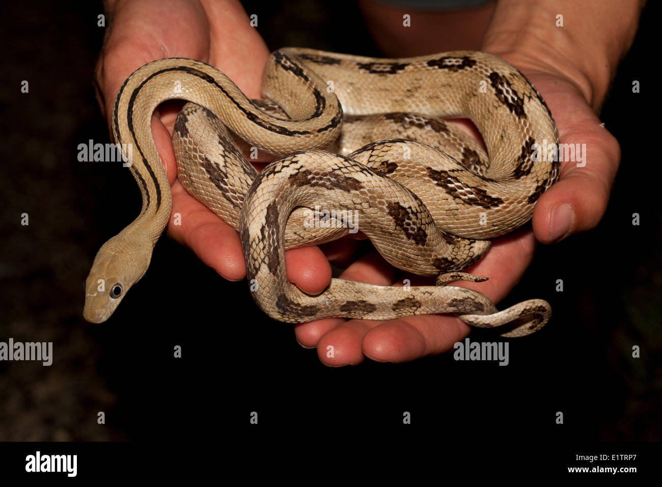 Trans-Pecos Rat Snake, Elaphe subcularis, Texas, USA Stock Photo