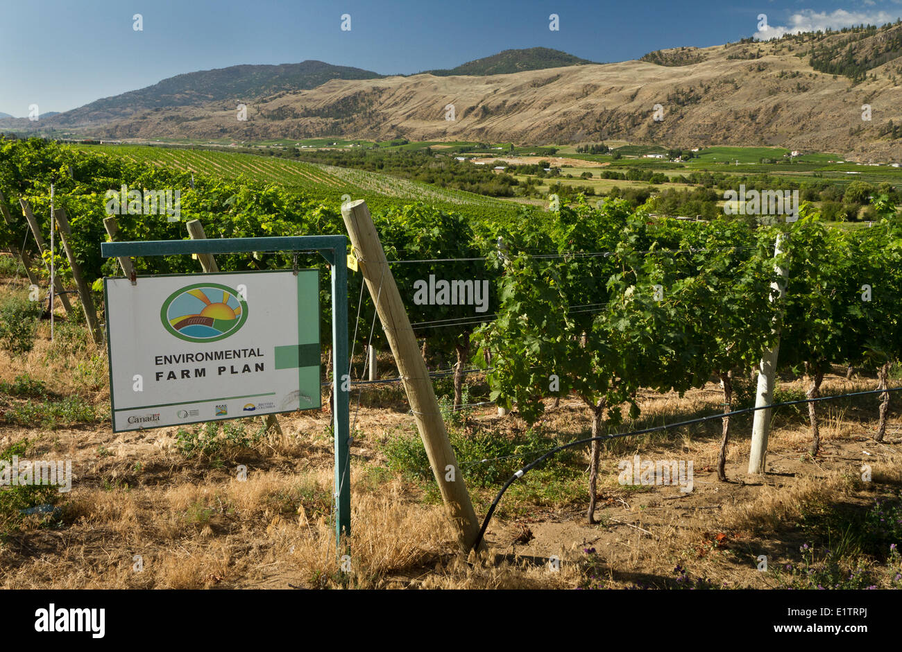 Vineyards, habitat loss, habitat destruction, Okanagan, BC, Canada