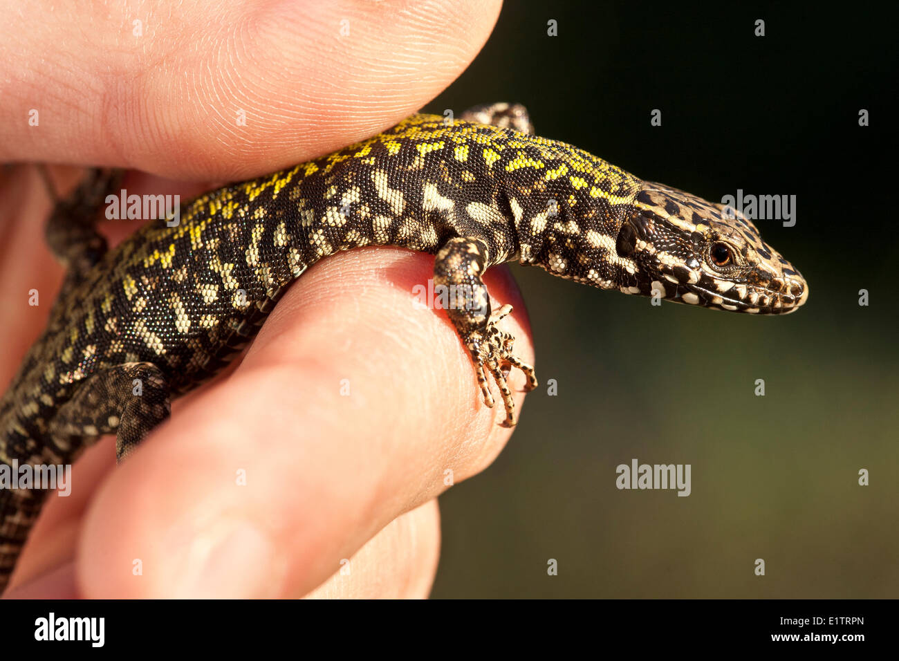 Lizards of bc hires stock photography and images Alamy