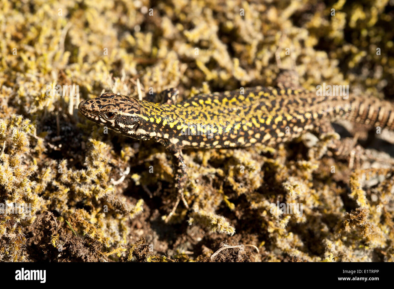 British common lizard image hires stock photography and images Alamy