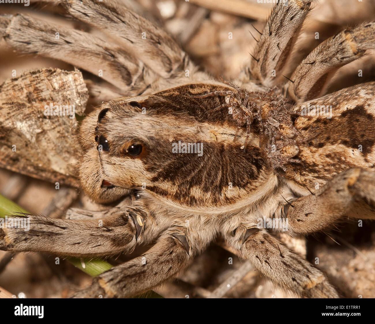 Giant Wolf Spiders Found In Arizona Shocking Photos - 0z798ni