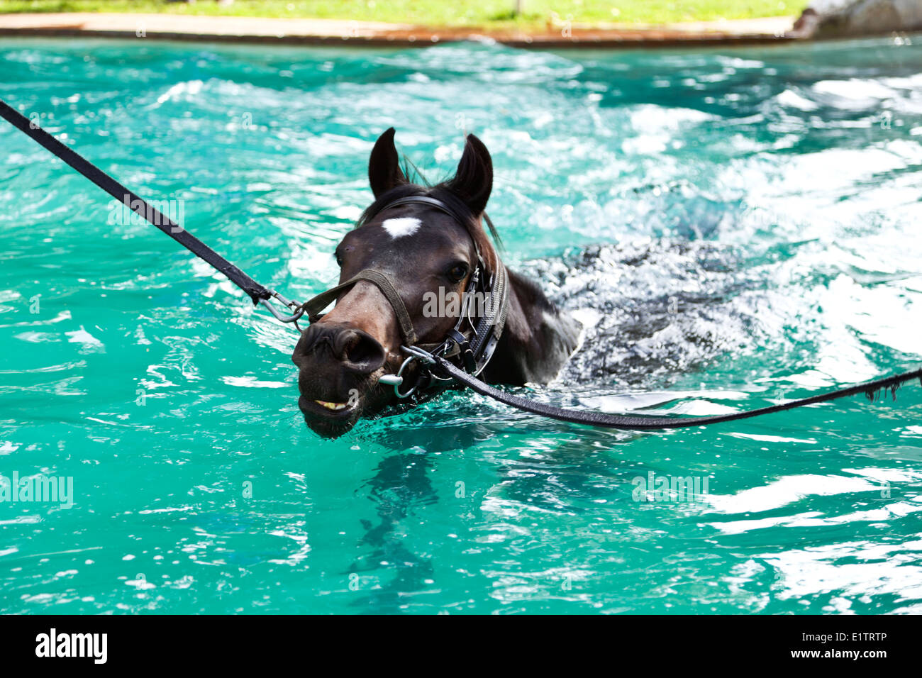 Racehorse exercise pool used for the rehabilitation of racehorses recovering from injury Stock Photo