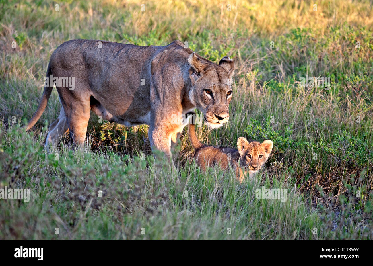 Lioness with Offsprings, Moremi National Park, Okavango Delta, Botswana, Africa Stock Photo