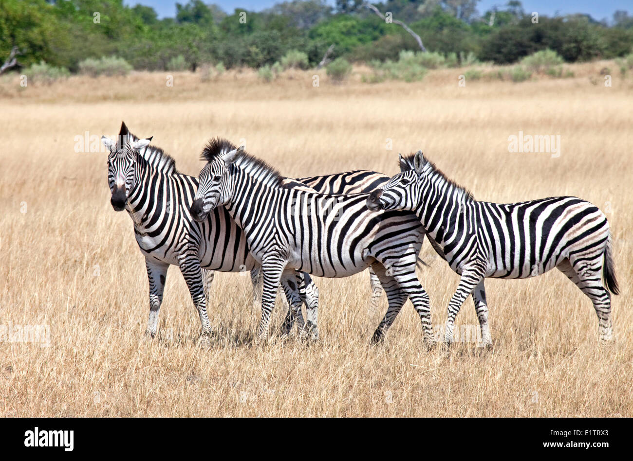 Zebras, equus quagga, Moremi National Park, Botswana, Africa Stock Photo