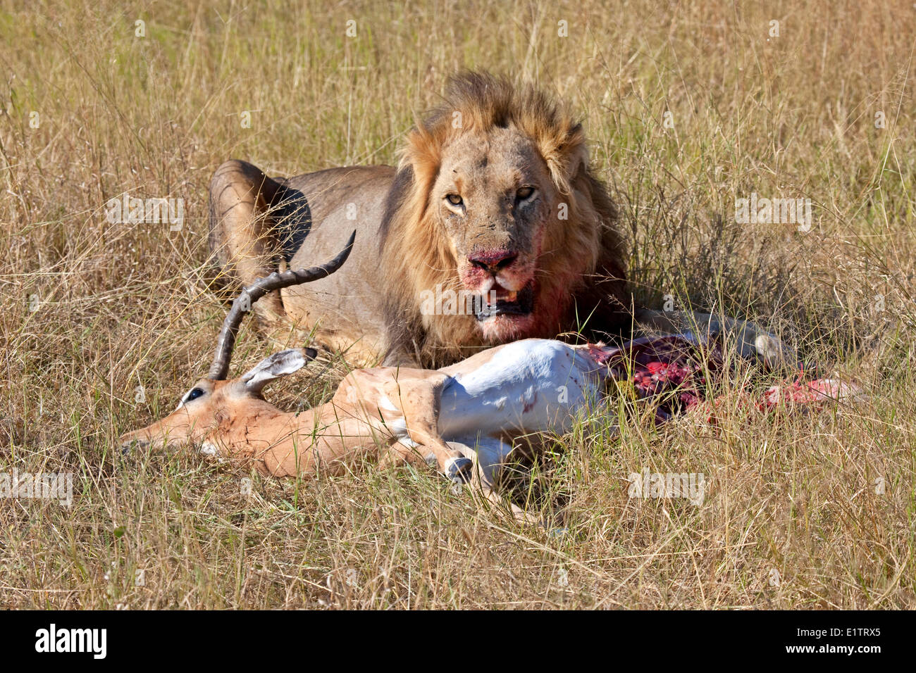 Male Lion with Kill, Moremi National Park, Botswana, Africa Stock Photo