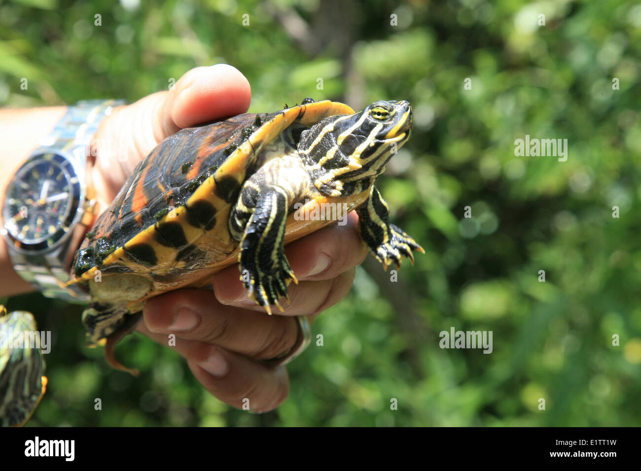 Painted Turtle, Chrysemys picta, Everglades National Park, UNESCO World Heritage Site, Florida, USA Stock Photo