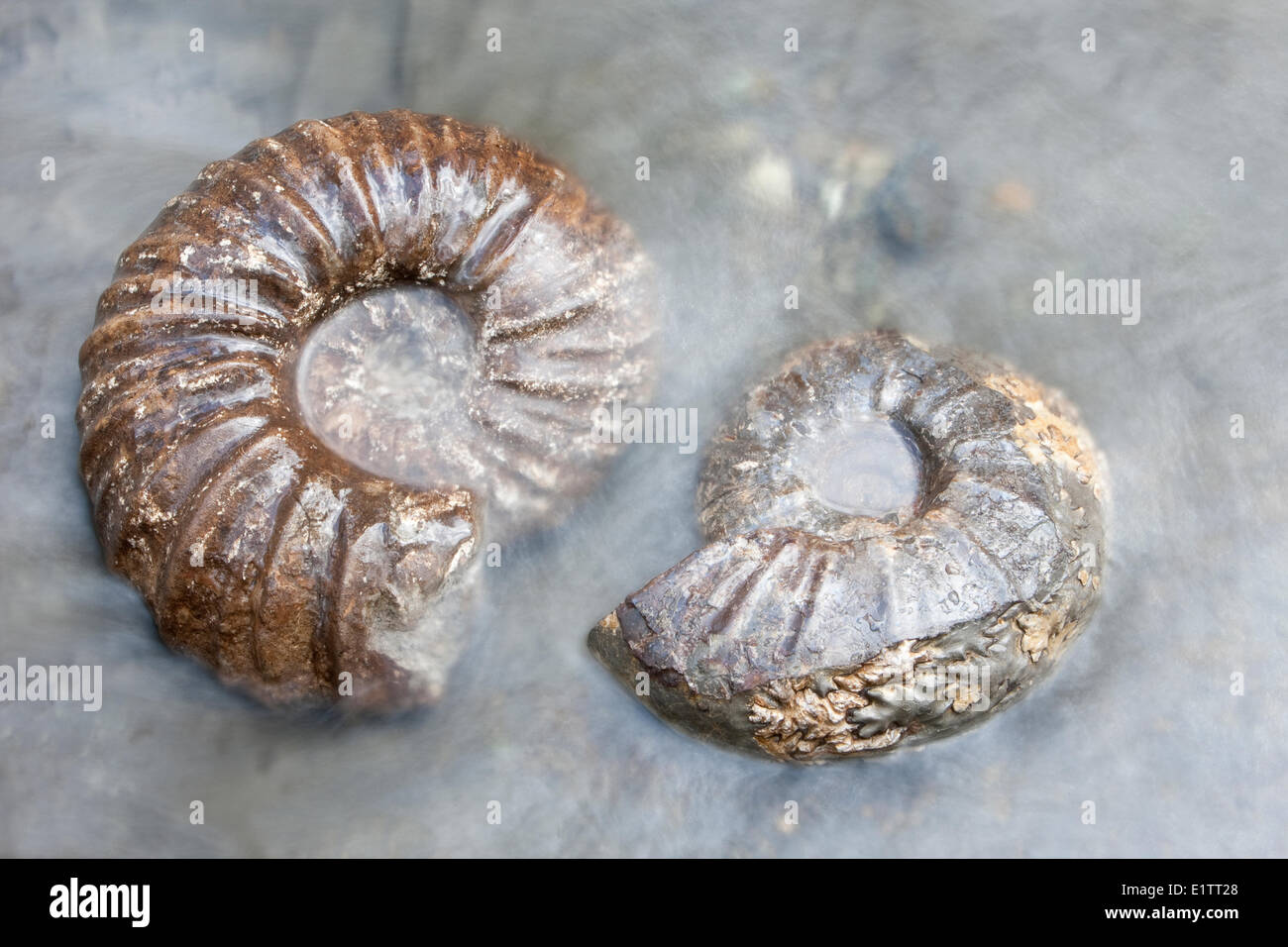 Ammonite fossils in the Trent River, Comox, Vancouver Island, British Columbia, Canada Stock Photo