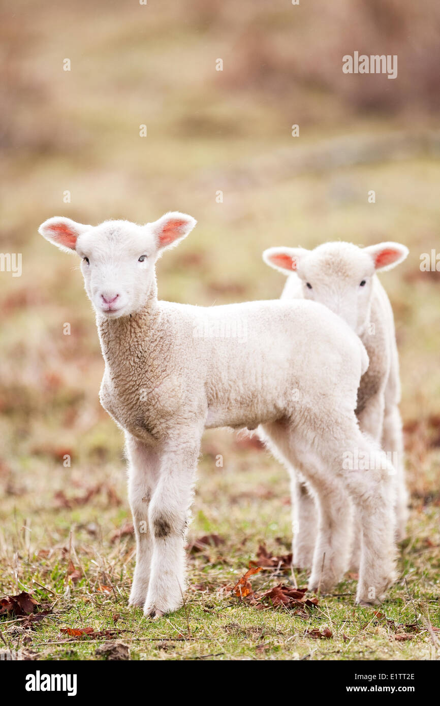 Baby sheep in fields near Headquarters rd in Courtenay,  Courtenay The Comox Valley, Vancouver Island, British Columbia, Canada. Stock Photo