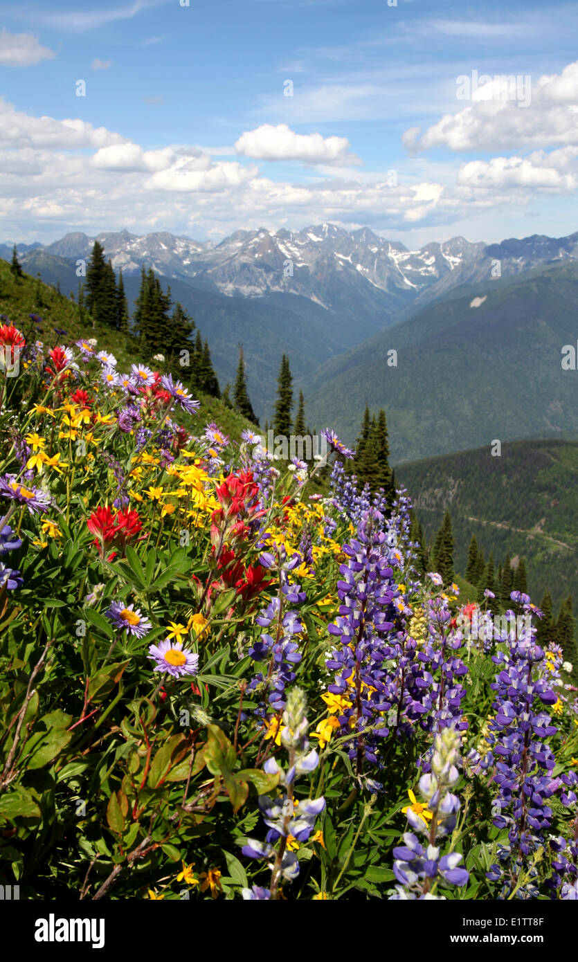 Wildflowers on Idaho Peak, near New Denver BC, Canada Stock Photo Alamy