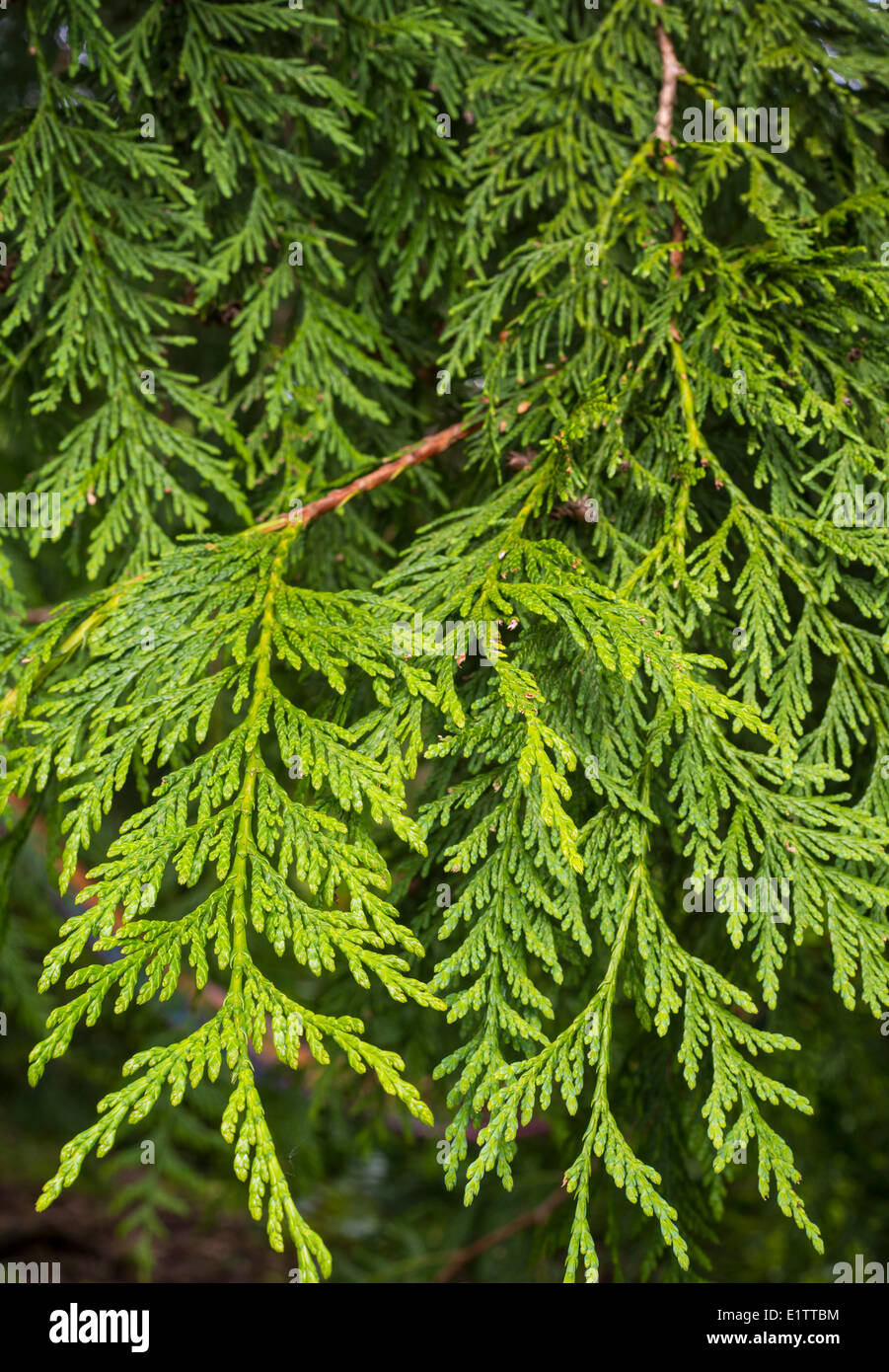 Western red cedar, Thuja plicata, Vancouver Island, British Columbia, Canada Stock Photo