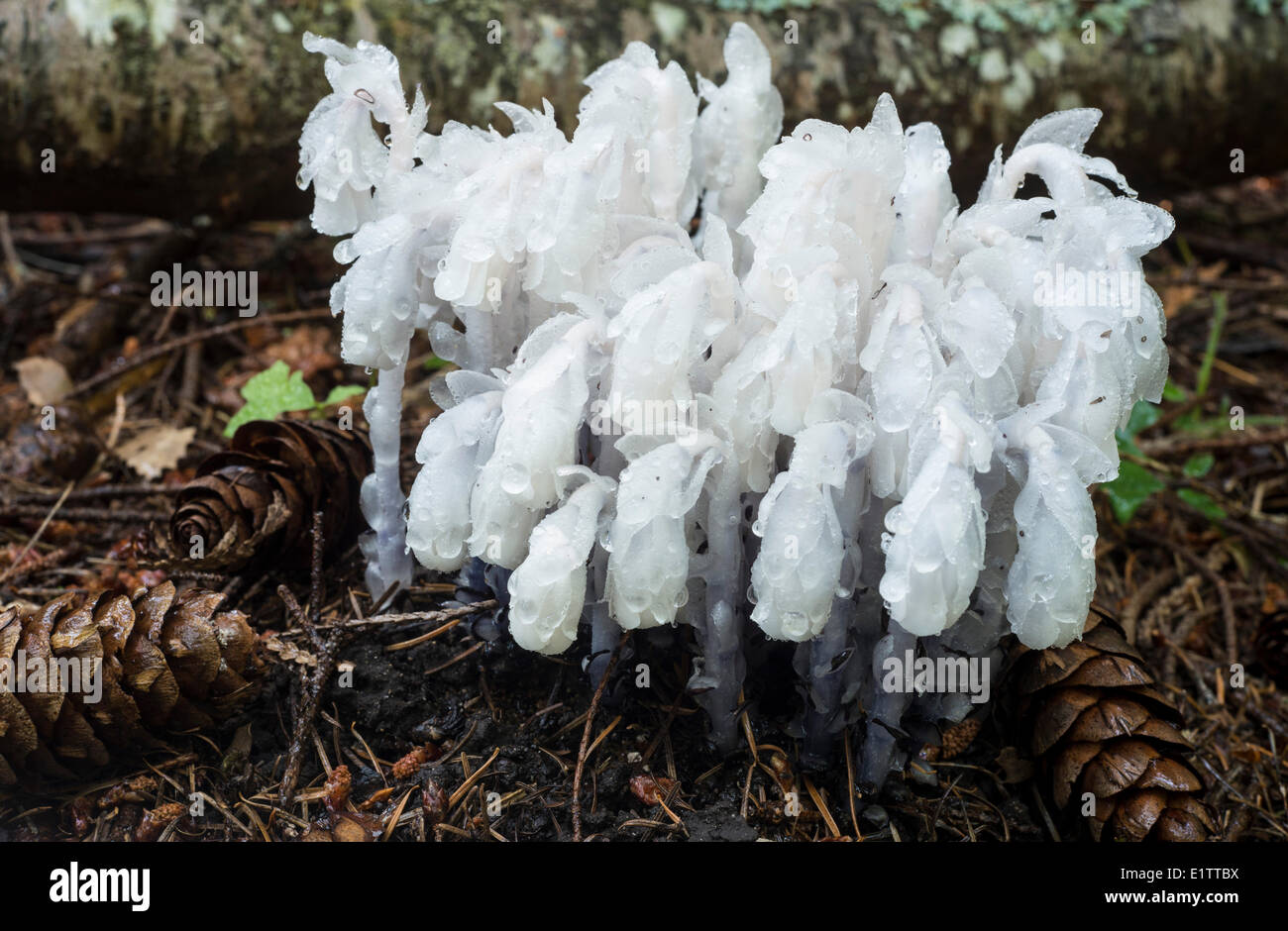 Ghost Plant Indian Pipe or Corpse Plant Monotropa uniflora a herbaceous perennial plant Vancouver Island British Columbia Canada Stock Photo
