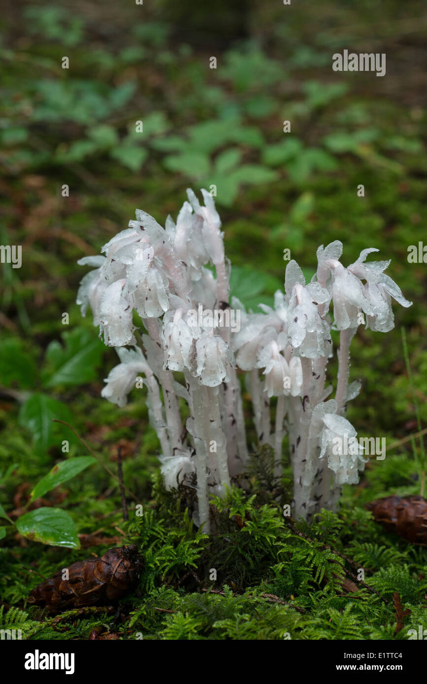 Ghost Plant Indian Pipe or Corpse Plant Monotropa uniflora a herbaceous