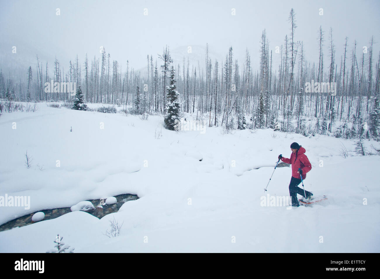 A young asian woman snowshoeing in Kootenay National Park, BC Stock Photo