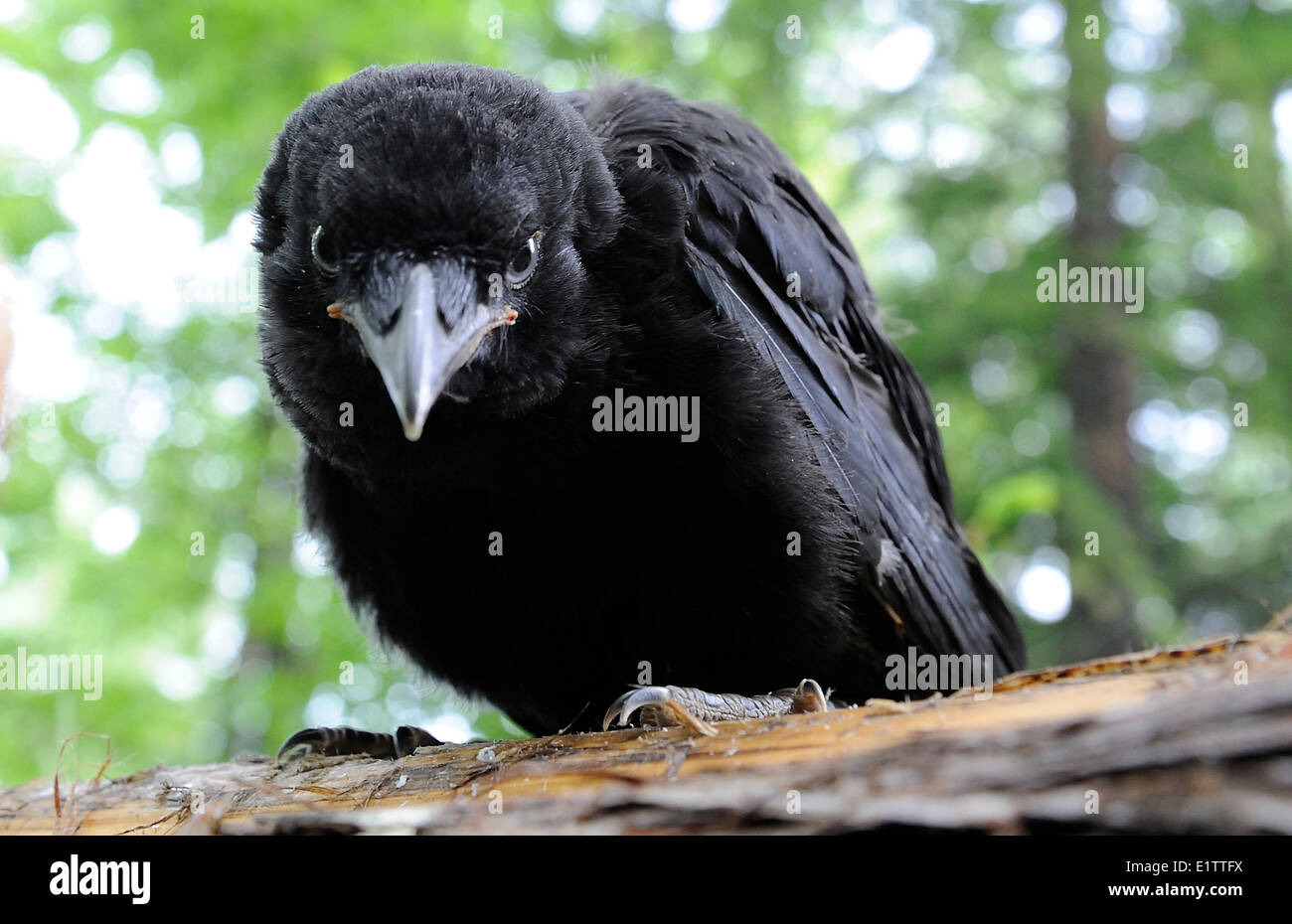 Juvenile crow hi-res stock photography and images - Alamy