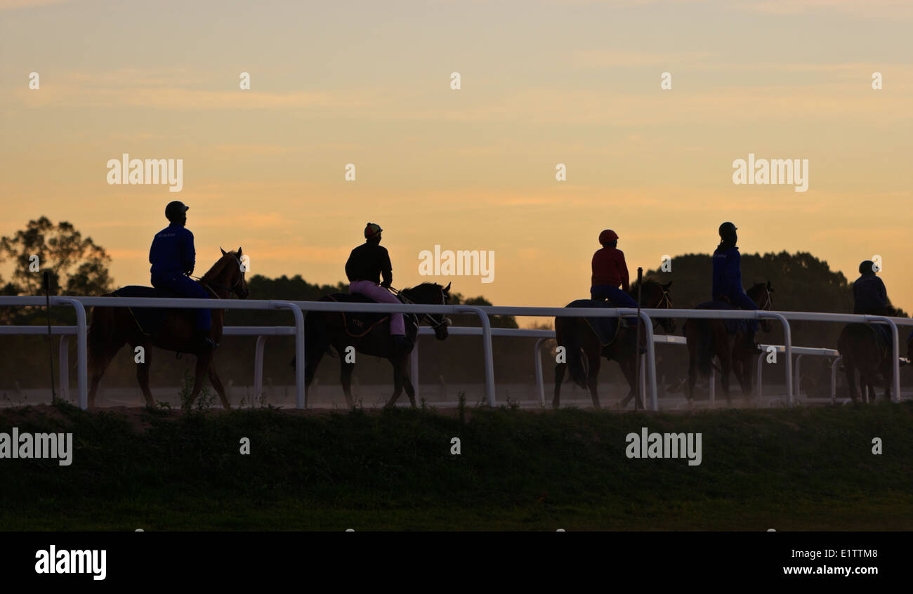 Racehorses in the early morning sunrise in the exercise yard Stock Photo