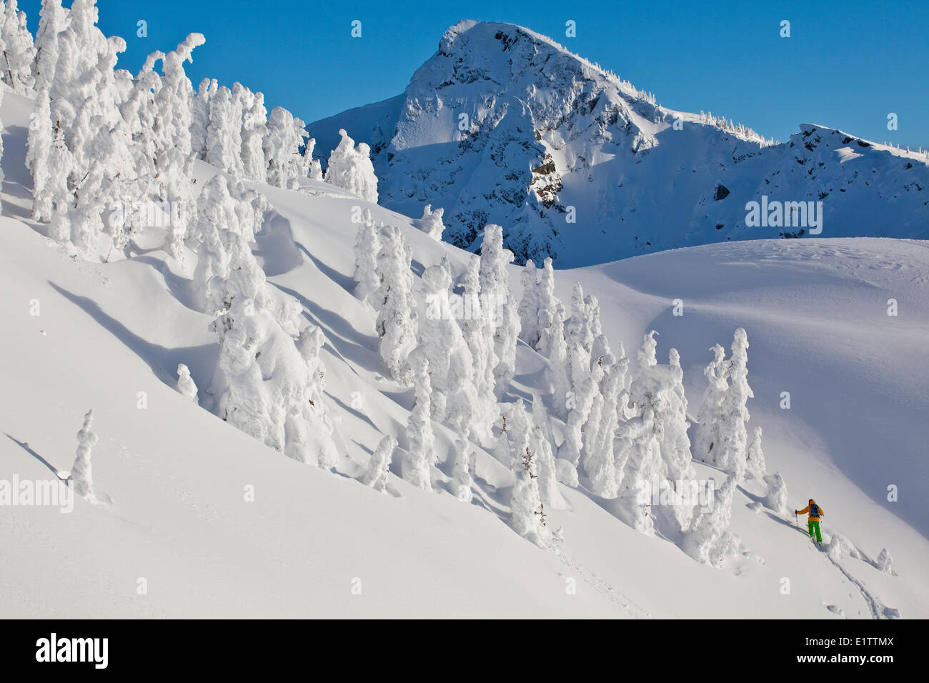 A male backcountry snowboarder  skinning to the backcountry at Revelstoke Mountain Resort, Revelstoke, BC Stock Photo