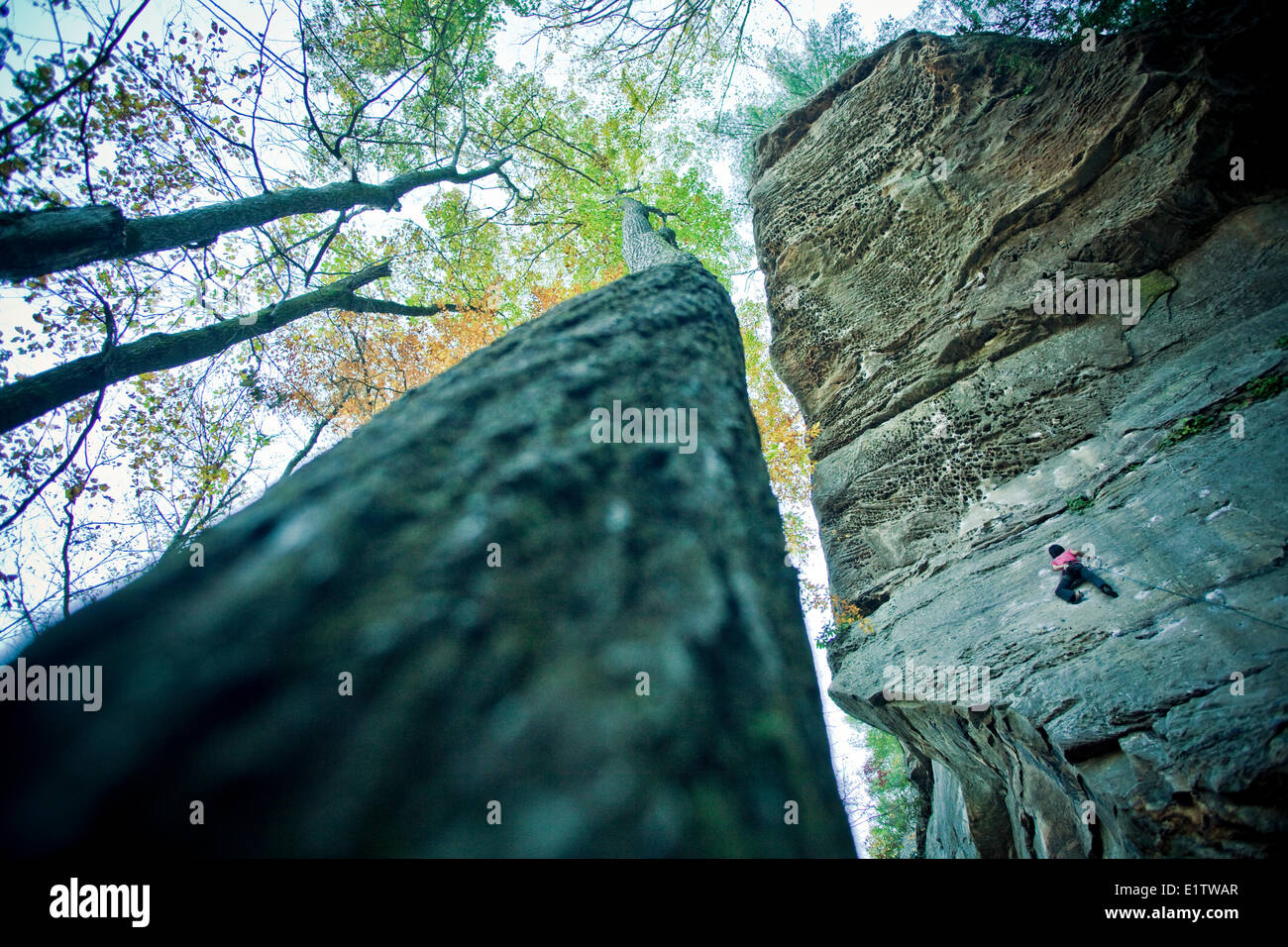A strong female climber ascends Twinkie 12a, Red River Gorge, Kentucky Stock Photo