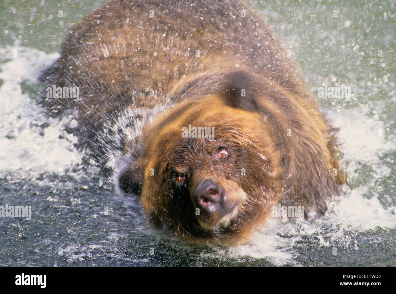 Grizzly Bear (Ursus arctos horribilis) Adult. Summer, Alaska, United States of America. Stock Photo